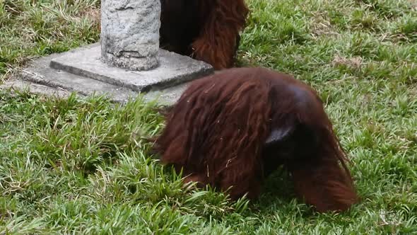 primate life at the zoo. monkeys walking around their cages. mammals HD videos.