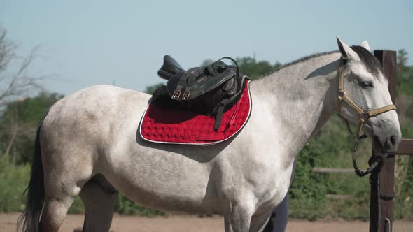 The girl harnesses a gray horse. Horseback riding