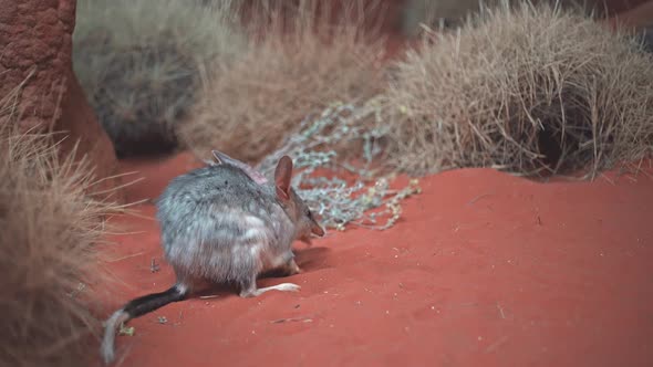 low angle view of a bilby feeding in a nocturnal house