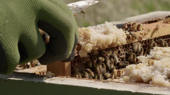 BEEKEEPING - Beehive frame is red for inspection, slow motion close up