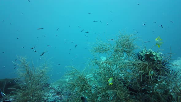 Coral Reef and Tropical Fish