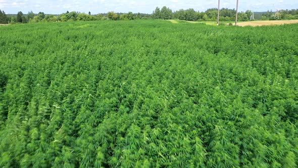 (50 FPS) Aerial of Hemp Field