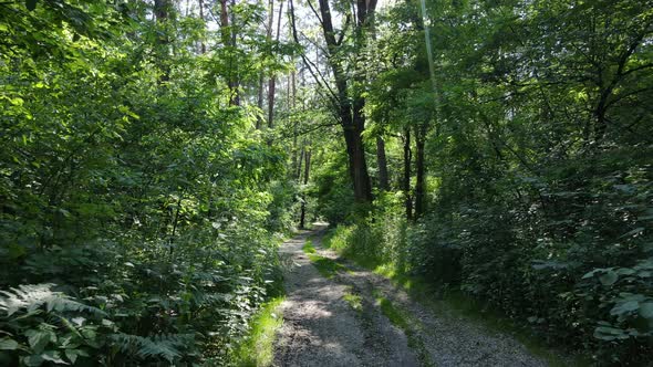 Beautiful Green Forest on a Summer Day Slow Motion