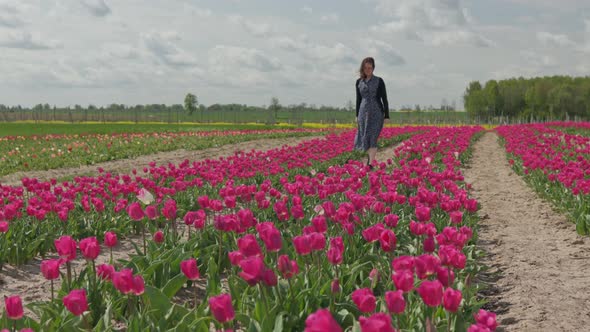 Female Woman in Dark Dress Walking in Red Pink Colorful Tulip Field Daytime Wind