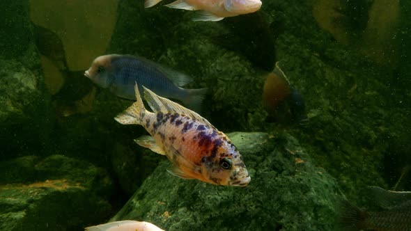 Underwater shooting of swimming fish in the water