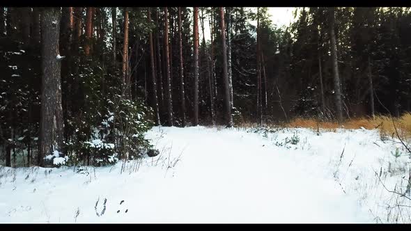 Winter Forest 04