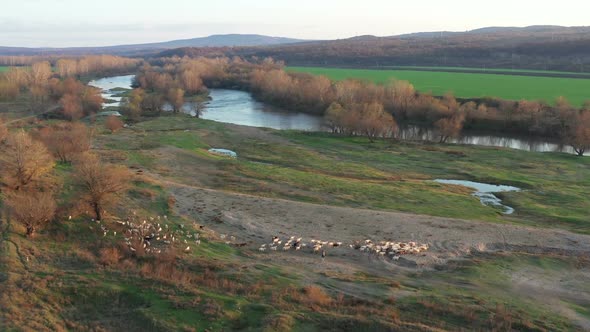 Herd Of Goats Around Maritsa River In Bulgaria 2