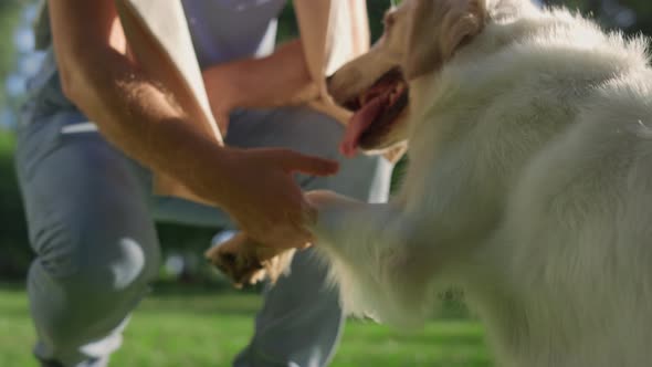 Closeup Adorable Dog Put Paw in Owner Hand