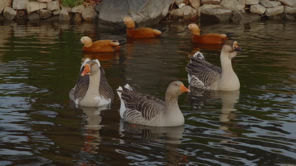 Three Gray Geese Swim in a Lake in the Park Against the Backdrop of Swimming Red Ducks