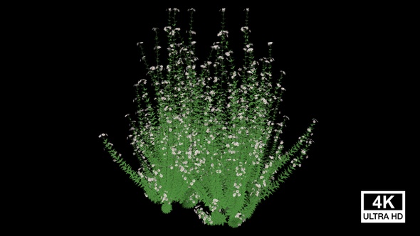 Capitatus Plants Growing alt