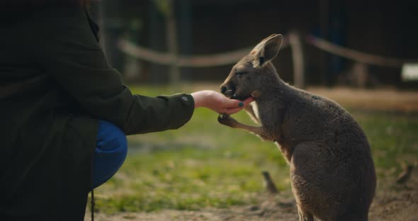 Woman feeding little eastern grey kangaroo, slow motion, BMPCC 4K