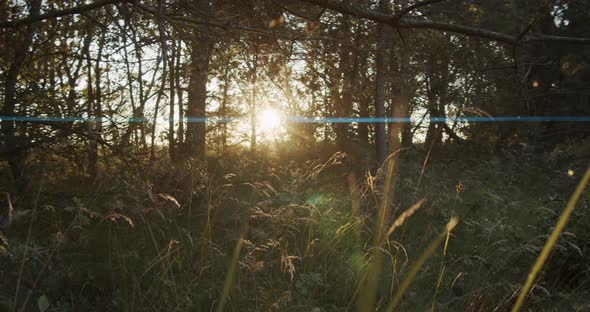 Forest with Anamorphic Lens Flare Effect