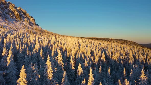 Coniferous Forest Covered with Snow