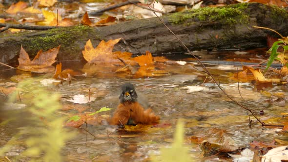 Little migratory songbird, American robin, turdus migratorius with reddish orange breast, bathing an