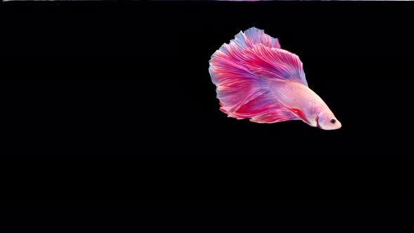 Siamese fighting fish (Betta splendens)