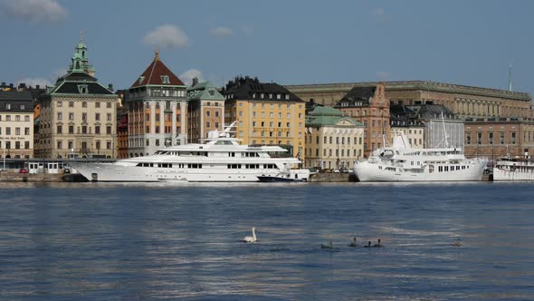 Swan family in Stockholm 