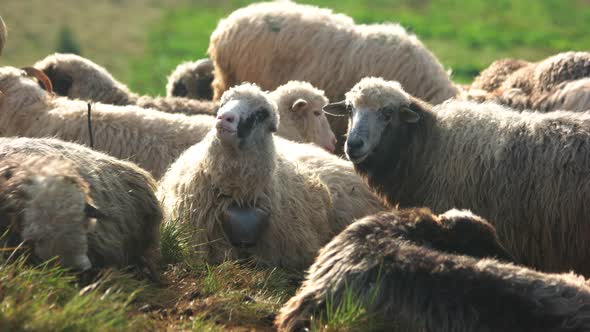 Herd Ofsheeps on Pasture on a Sunny Day