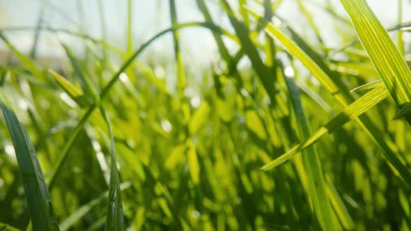 Green Grass Swaying in Wind on Spring Sunny Day Against a Blue Sky