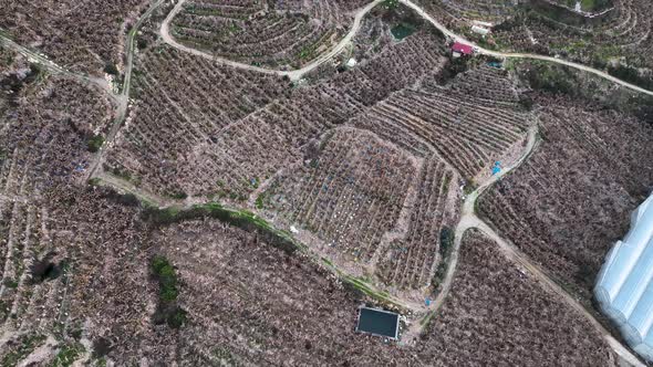 Dry Banana Plantations Aerial View