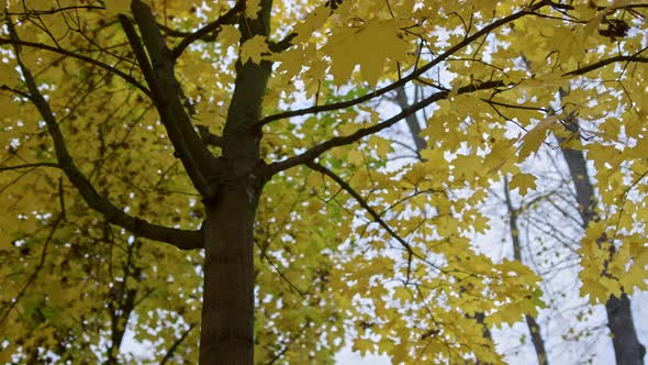 Beautiful Autumn Leaves on Maple Tree Outside