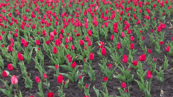 Red Beautiful Tulips in the Park Video