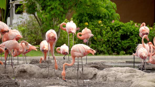 group of flamingos interacting in the environment. Flamingo in the zoo. handheld shot