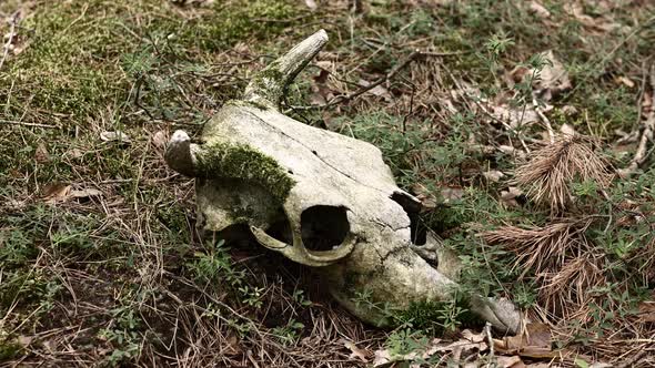 Skull of a bull or cow animal on grass outdoors on nature. Scull with moss. strange and mystical 