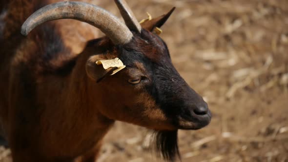 close up of a cute goat chewing herbs