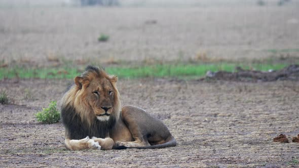 Black-Maned Lion Lying On The Ground Under The Rain In Nxai Pan, Botswana - Medium Shot