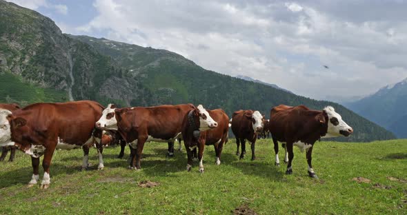 Cattle grazing in Savoie, french Alps, France