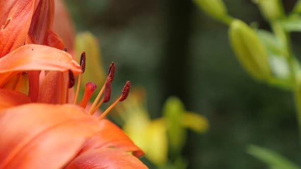 Macro of garden flower Lilium bulbiferum  4K 2160p 30fps UltraHD footage - Orange tiger lily plant c