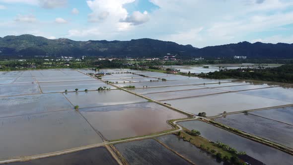 Aerial view water cultivation paddy field