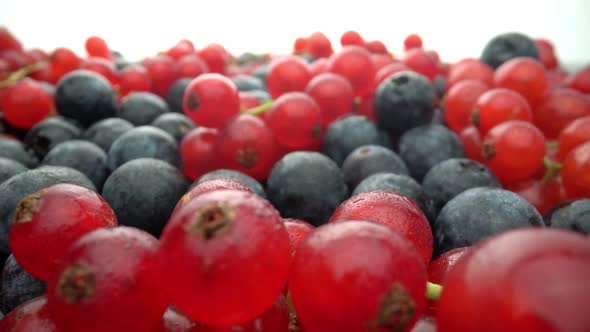 Wild Berries Red Currants and Black Lingonberries in Motion in Slow Motion