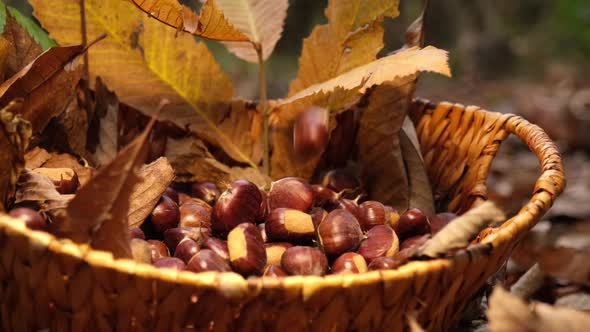 Chestnuts falling in a wicker basket. Autumn foliage in the forest.