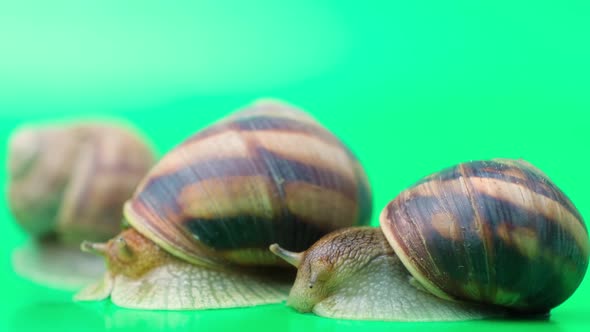 Helix Pomatia Snails Stretch Their Antennae Sitting on a Green Background
