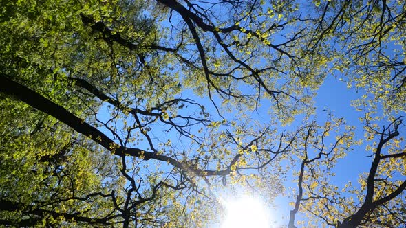 Vertical Video of the Forest in the Spring on a Sunny Day