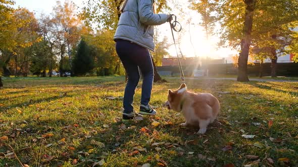 Pembroke Welsh Corgi Dog Running in the Park Crane Video Shot Following From Behind