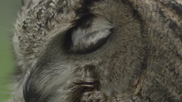 Eagle owl blink and head turn in slow motion - majestic bird of prey