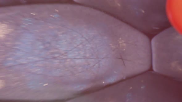 Transfer cells in the vascular system of stems alt