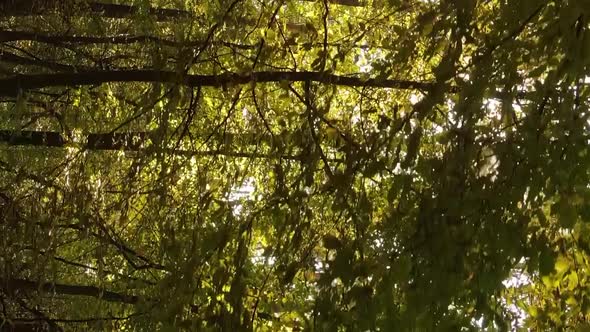 Vertical Video of a Forest with Many Trees in Autumn