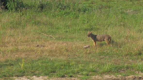 Hungry Hyena Drags Prey Along Green and Brown Meadow