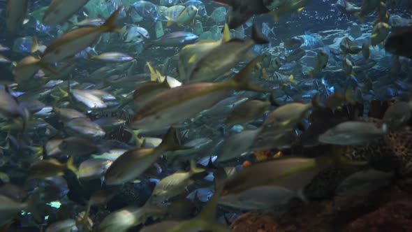 School of assorted snapper fish in a coral reef