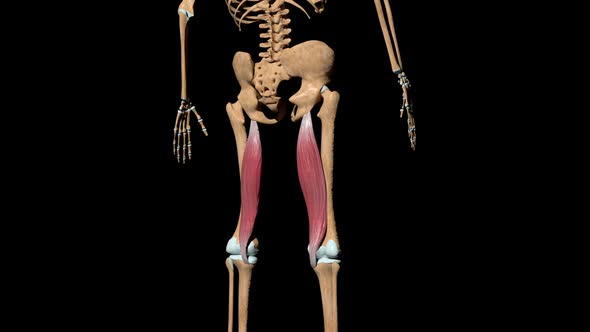 Semimembranosus Muscles On Skeleton