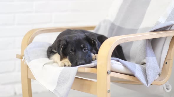 Portrait Cute German Shepherd Puppy Dog Lying on the Chair at Home Waiting Lovely Friend Owner