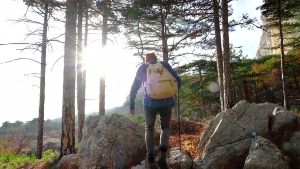 Man Hiking in Green Pine Forest on Sunny Autumn Day