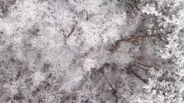 Aerial footage over snowy forest