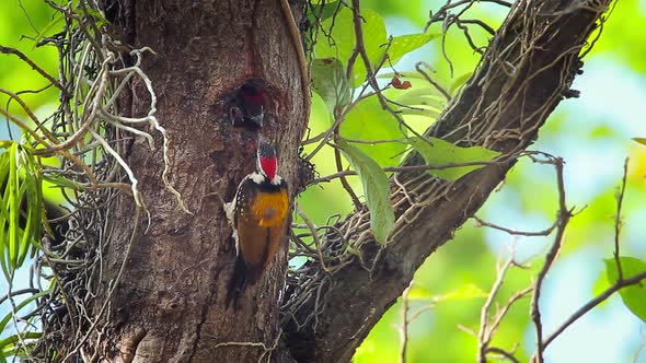 Black-rumped flameback in Bardia national park, Nepal