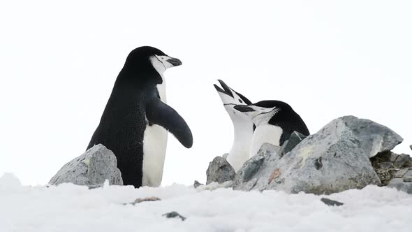 Chinstrap Penguins on the Nest