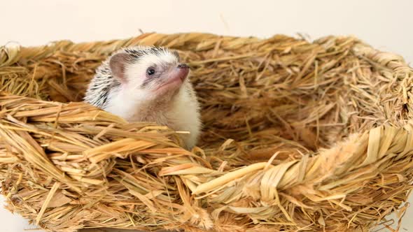 Hedgehog in a wicker straw basket. Accessories for hedgehogs from natural plant materials.