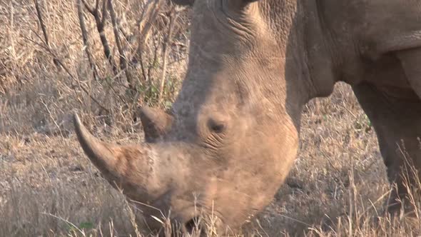 Rhino grazing on the savanna